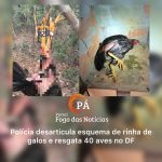 PÁ Portal das Notícias | Operação do BPMA encerra rinha de galos em área de mata de Planaltina